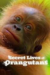 Download Secret Lives of Orangutans (2024) NF WEB-DL Dual Audio {Hindi-English} 480p [270MB] | 720p [720MB] | 1080p [4.3GB]